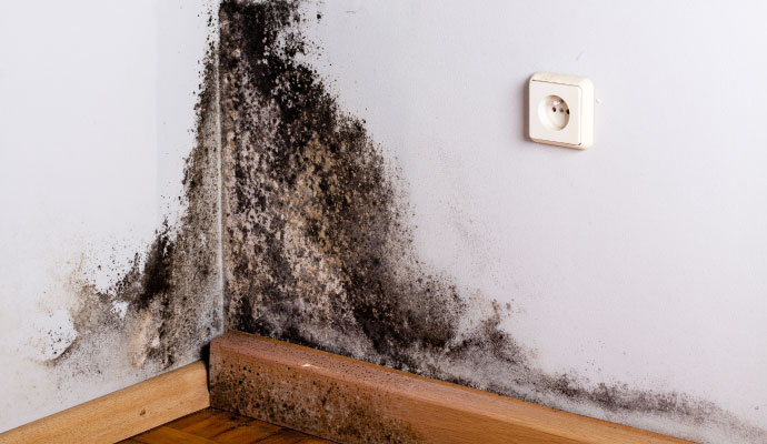 a wall affected by mold