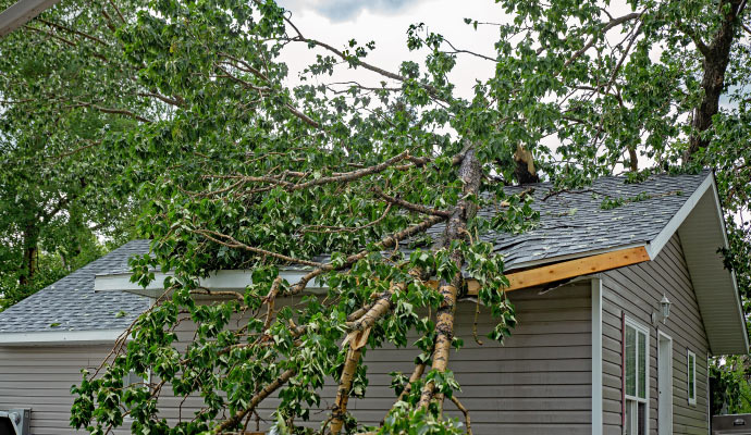 A tree fell on the house roof.