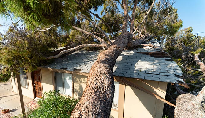 A large tree fallen on the roof of a house