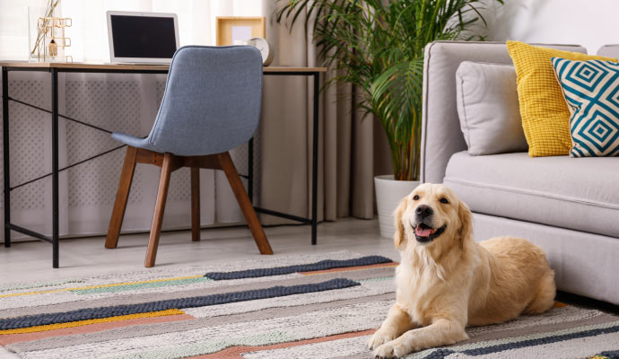 Pet dog sitting in a clean and fresh room