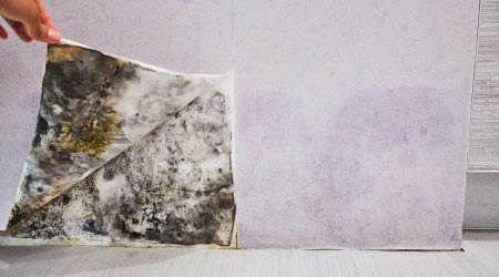 Where does Mold Hide in Your Home? | Dalworth Restoration