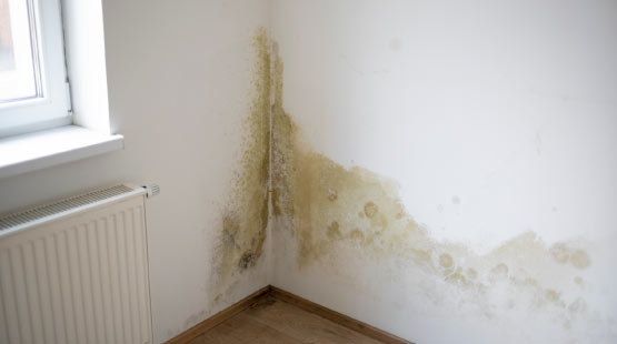 Mold Growth on Wall in The House