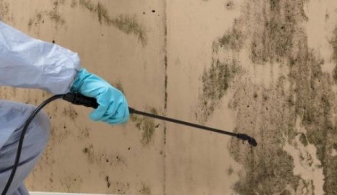 Person cleaning wall mold with spray