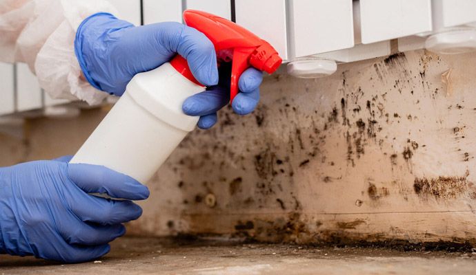 Mold decontamination service Mold decontamination service