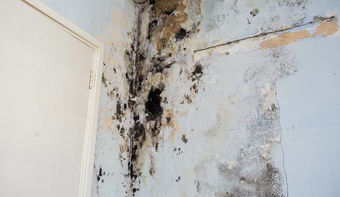 mold growth on the wall