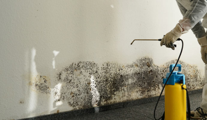 Professional mold cleanup