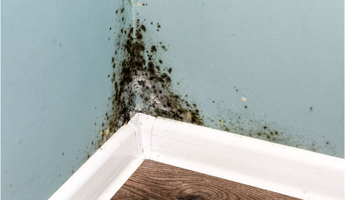 Susceptible to Mold growth in Home