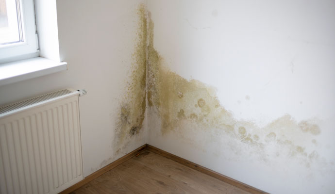 a room corner affected by mold