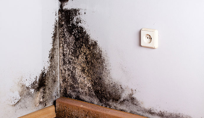 Black mold growth on wall corner Black mold growth on wall corner