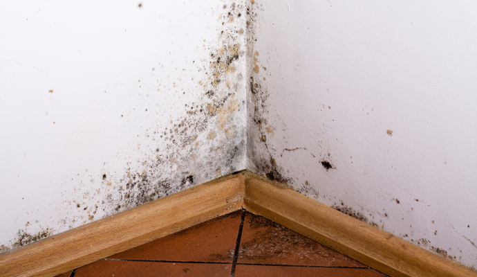 Black mold growing in room corner