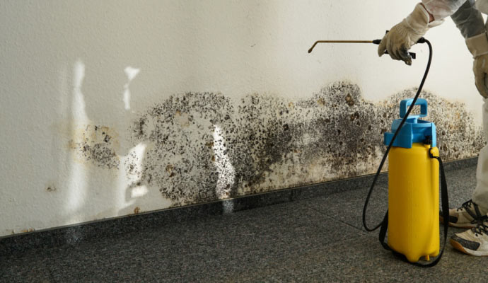 Professional mold remediation